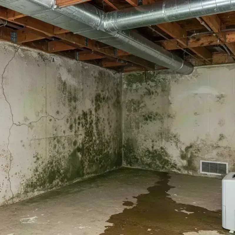 Professional Mold Removal in Hickory Hills, IL